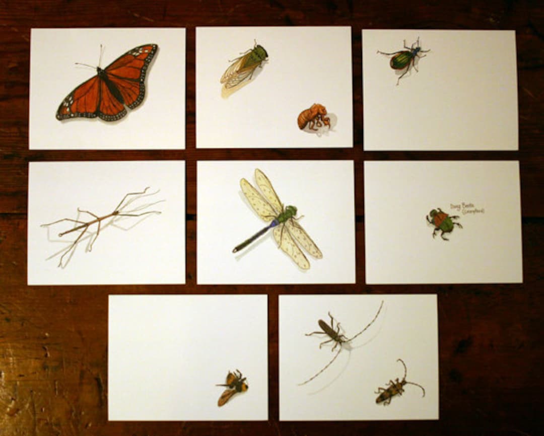 Insect Note Cards - Set of 8 - Etsy