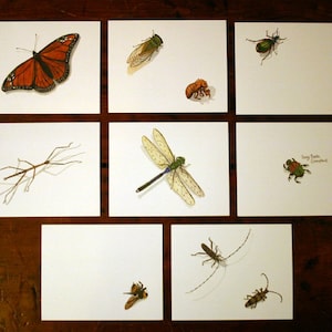 Tarjetas de notas de insectos - Juego de 8