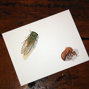 Peut inclure: Illustration à l'aquarelle d'une cigale et de son exuvie sur papier blanc. La cigale est verte et brune avec des ailes détaillées. L'exuvie est brune. Le papier est sur une surface en bois foncé.