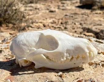 Specimen van echte vosschedel | Botkunst honden | Osteologie-verzamelobject | Curiositeiten
