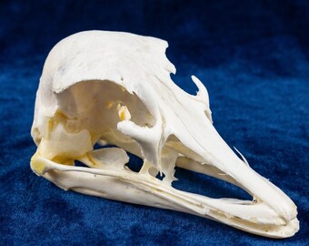 Echter Straußenschädel | Vogelknochen Kunst | Osteologie Sammlerstück | Kuriositäten