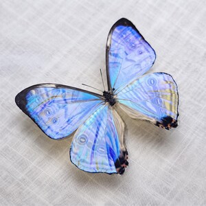 Esemplare di farfalla - Decorazione unica per la casa - Espositore da tavolo | Gabinetto delle curiosità | Regalo per amanti degli insetti