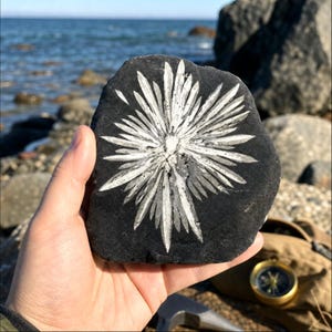 Puede incluir: Una piedra de color gris oscuro y forma irregular que presenta una prominente formación de cristales blancos en forma de estrella que irradia desde el centro. El patrón mineral natural muestra segmentos alargados y puntiagudos que contrastan con la roca.