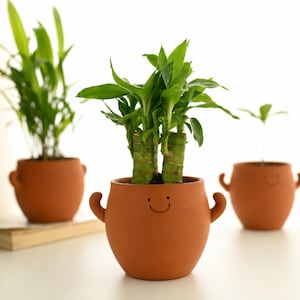 May include: A lucky bamboo plant with green stalks and leaves potted in a round, terracotta-colored ceramic planter featuring two small side handles and a simple, engraved smiley face design on the front surface of the pot.