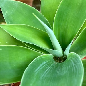 Peut inclure: Une plante succulente d'un vert éclatant avec des feuilles épaisses, lisses et pointues disposées en motif radial. Le centre de la plante retient une petite réserve d'eau à la base des feuilles les plus intérieures, offrant un aspect frais et vif.