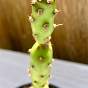 Mini Cactus Opuntia – Plante Succulente Facile – Résistant à la Sécheresse – Collection Cactus - Plante en pot - Plant enraciné