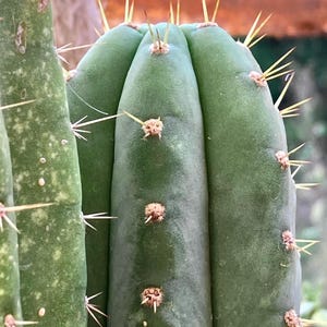 Op de afbeelding: Een hoge, zuilvormige groene cactus met opvallende verticale ribben en duidelijke areolen. Elke areool is versierd met scherpe, lichtgekleurde stekels. Het oppervlak van de cactus heeft een gladde, matte textuur met subtiele groene tinten.