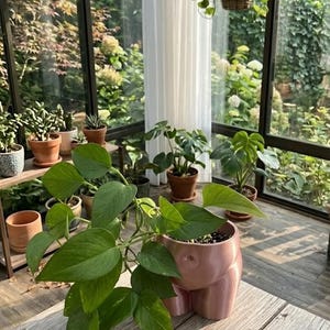 Op de afbeelding: Een glanzende, lichtroze keramische plantenpot in de vorm van een menselijke torso, met een levendige groene pothosplant met hangende bladeren. De pot staat op een verweerde houten tafel, met diverse andere potplanten op de achtergrond.
