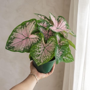 May include: A Caladium plant with heart-shaped leaves featuring a variegated pattern of soft pink centers, dark green borders, and white speckles. The plant is potted in a simple, dark green plastic container, showcasing its vibrant foliage.
