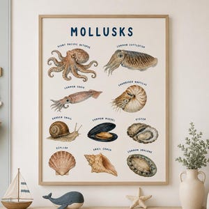 Mollusks Printable Poster, Seashells & Cephalopods Chart, Marine Life Educational Print, Kids Room Decor, Homeschool