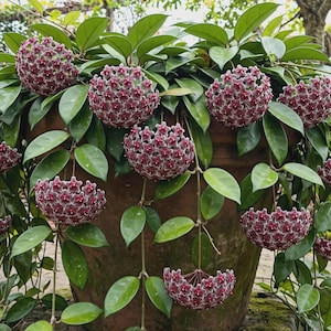 Op de afbeelding: Een Hoya-plant in een grote terracotta pot met talloze trossen stervormige, diepbordeauxrode bloemen met witte harten. De plant heeft dikke, wasachtige, donkergroene bladeren die over de zijkanten van de verweerde kleipot naar beneden hangen.