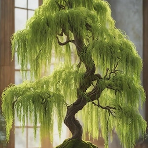 May include: A weeping willow bonsai tree with a twisted, textured brown trunk and vibrant green, cascading foliage. The tree is planted in a dark, rectangular container with a base covered in a layer of green moss, showcasing a detailed structure.
