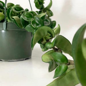 Pode incluir: Uma planta Hoya carnosa compacta, conhecida como planta corda hindu, com folhas grossas, cerosas, verde-escuras e enroladas que pendem de um vaso suspenso de plástico verde-escuro, apresentando folhagem densa e retorcida.