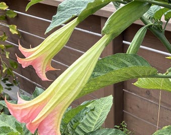Angel's Trumpet: Frosty Pink Brugmansia Potted Plant – Romantic Garden Bloom