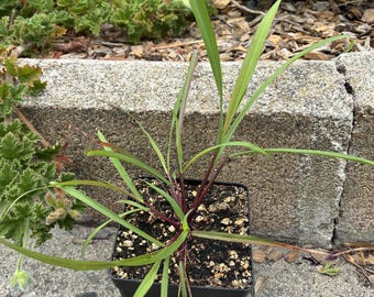 Lemongrass 'East Indian' (Cymbopogon flexuosus) — Potted Plant Grown from Seed
