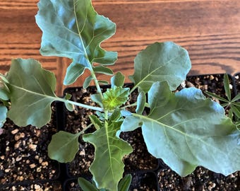 Di Cicco Broccoli Start — Heirloom Variety, Grown from Seed