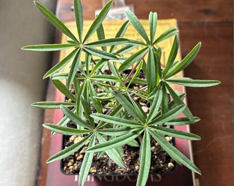 Bush Lupine (Lupinus albifrons) — Grown from Locally Collected Wild Seed, Monterey, CA