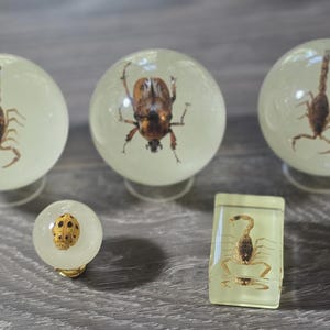 May include: A collection of insect specimens encased in clear resin spheres and a rectangular block. The insects include scorpions and a beetle. The spheres are mounted on clear stands, and the objects are displayed on a gray surface.