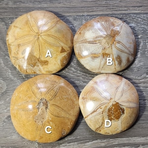 Fossilized Sand Dollars Sea Urchin Fossil Sand Dollar Fossil 3 Inches