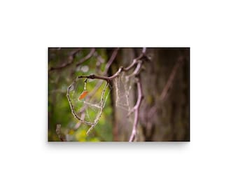 Autumn Leaf in Web Print: Wandering Lumen Studio Fine Art Photo (8x12-20x30)