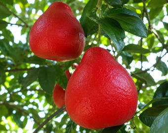 Árbol de pomelo rojo rubí: cítrico injertado para obtener fruta dulce y jugosa (apto para macetas).