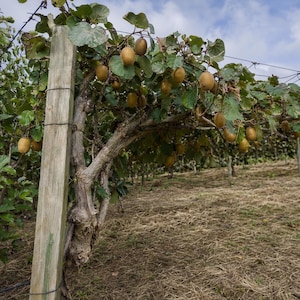 May include: A kiwi fruit orchard featuring a wooden support post and wire trellis system holding up thick, woody vines with large green leaves. Numerous fuzzy, oval-shaped brown kiwi fruits hang from the branches in an outdoor agricultural setting.
