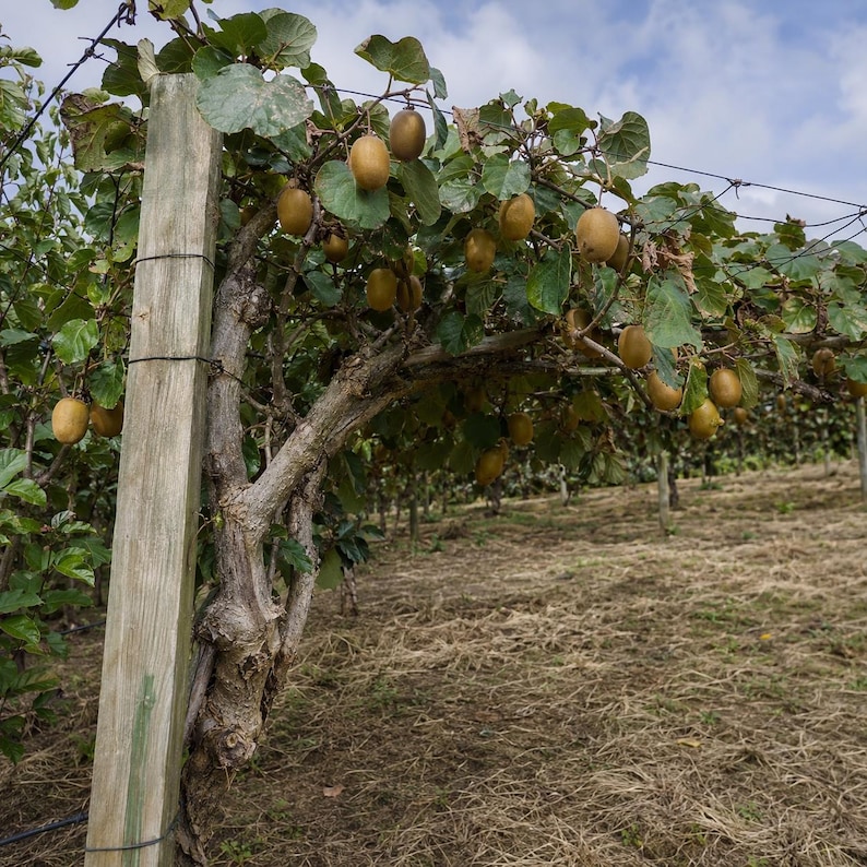 May include: A kiwi fruit orchard featuring a wooden support post and wire trellis system holding up thick, woody vines with large green leaves. Numerous fuzzy, oval-shaped brown kiwi fruits hang from the branches in an outdoor agricultural setting.