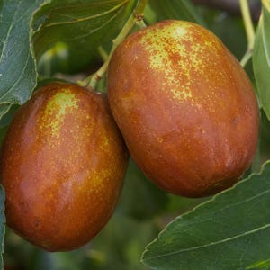 Live Honey Jar Jujube Tree: Sweet Crunchy Chinese Date Plant for Garden