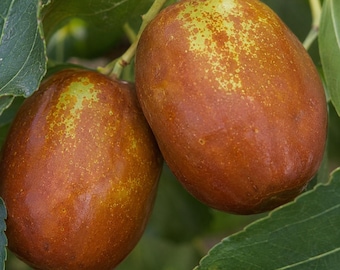 Live Honey Jar Jujube Tree: Sweet Crunchy Chinese Date Plant for Garden