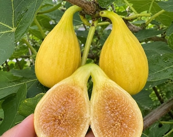 Könnte beinhalten: Zwei ganze gelbe Feigen hängen an einem Ast und eine Feige ist halbiert, was ein goldenes, körniges Inneres offenbart. Die Frucht hat eine glatte, hellgelbe Schale und ist von großen, grünen, gelappten Blättern an einem holzigen Ast umgeben.