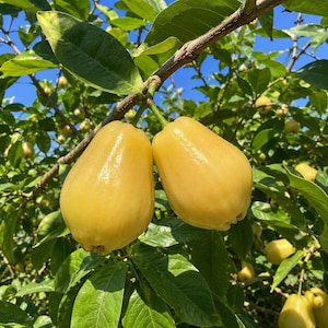 May include: Two ripe, golden-yellow wax apples hanging from a slender branch amidst lush green leaves. The fruit has a smooth, bell-shaped skin with a slight sheen, suspended by thin stems against a clear, bright blue sky in the background.