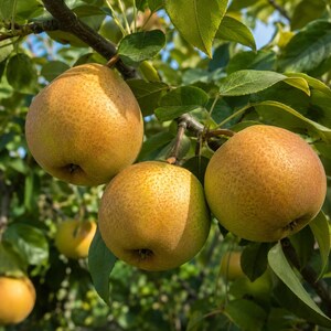 Puede incluir: Tres peras maduras de color amarillo dorado con sutiles motas marrones que cuelgan de la rama de un &aacute;rbol. La fruta presenta formas redondeadas y lisas, rodeada de hojas verdes vibrantes, con otras peras borrosas al fondo.