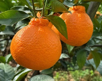 Puede incluir: Dos cítricos de color naranja brillante con cáscara texturizada y rugosa que cuelgan de una rama. Las frutas presentan una protuberancia distintiva en forma de nudo en la parte superior y están rodeadas de hojas verdes oscuras y brillantes.