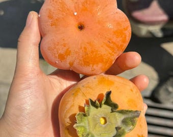 Könnte beinhalten: Zwei reife, orangefarbene Kakis mit glatter, abgerundeter Schale. Eine Kaki zeigt eine flache, blütenartige Form mit einem kleinen Mittelpunkt, während die andere einen markanten, strukturierten grünen Kelch mit einer gelben Vertiefung aufweist.