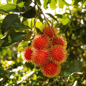 May include: A cluster of ripe rambutan fruit hanging from a tree branch. The fruit features a bright red, hairy, and spiky exterior with yellow-tipped filaments. The round fruits are grouped together, surrounded by dark green, oval-shaped leaves.