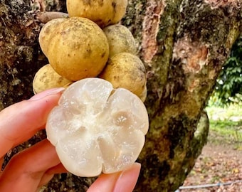 Könnte beinhalten: Eine Ansammlung runder, beigefarbener Langsat-Früchte mit strukturierter Schale, von denen eine geschält ist und das durchscheinende, segmentierte, weiße Fruchtfleisch zeigt. Die Frucht wird vor einer rauen, braunen Baumrinde gehalten.