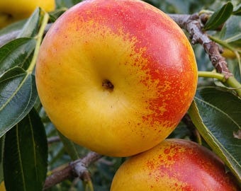 Könnte beinhalten: Ein runder, flacher Pfirsich mit glatter Haut, der einen Farbverlauf von leuchtendem Gelb bis zu gesprenkeltem Rot aufweist. Die Frucht hängt an einem holzigen Ast, umgeben von dunkelgrünen, glänzenden, lanzettlichen Blättern im Obstgarten.