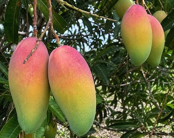 Könnte beinhalten: Mehrere reife Mangos hängen an einem Ast. Die Früchte haben eine glatte Schale mit einem Farbverlauf von tiefem Rot an der Oberseite über Gelb in der Mitte bis hin zu hellem Grün an der Basis, umgeben von dunkelgrünen Blättern.