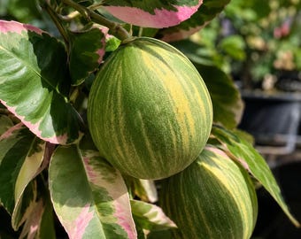 Puede incluir: Dos limones variegados colgando de una rama con hojas verdes, blancas y rosas. Los limones presentan un patrón de rayas distintivo con tonos alternos de verde claro y amarillo, mostrando una cáscara lisa y texturizada en la fruta.