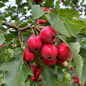 May include: A cluster of bright red hawthorn berries hanging from a woody branch, surrounded by serrated green leaves. The round fruits feature small, dark, textured calyx ends and subtle white speckles across their smooth, vibrant skins.