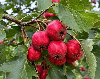 Könnte beinhalten: Eine Ansammlung leuchtend roter Weißdornbeeren an einem holzigen Zweig, umgeben von gezackten grünen Blättern. Die runden Früchte haben kleine, dunkle, strukturierte Kelchblätter und feine weiße Punkte auf ihrer glatten, lebendigen Schale.