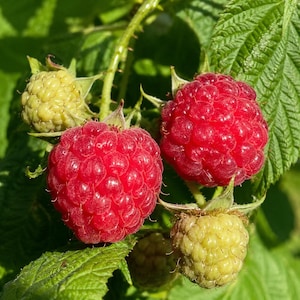 Red Everbearing Raspberry Bush Plant: High Yield, Sweet Berries, Cold Hardy Fruit Home Garden