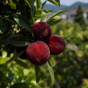 Puede incluir: Tres bayas rojas maduras colgando de una rama con hojas verdes. La fruta tiene una superficie distintiva, texturizada y rugosa, con forma redonda. Las bayas están agrupadas entre el follaje, mostrando un color carmesí oscuro y vibrante.