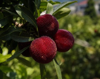 Puede incluir: Tres bayas rojas maduras colgando de una rama con hojas verdes. La fruta tiene una superficie distintiva, texturizada y rugosa, con forma redonda. Las bayas están agrupadas entre el follaje, mostrando un color carmesí oscuro y vibrante.