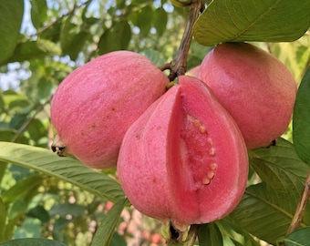 Könnte beinhalten: Drei rosa Guaven hängen an einem Ast, wobei eine Frucht aufgeschnitten ist und ein leuchtend rosa Inneres mit kleinen Samen zeigt. Die Früchte haben eine glatte, hellrosa Schale und sind von grünen, ovalen Blättern am Baum umgeben.