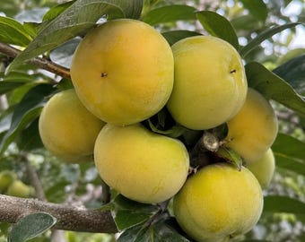 Könnte beinhalten: Eine Ansammlung von runden, glattschaligen Kakifrüchten, die an einem Ast hängen. Die Früchte haben eine blassgelbe bis hellgrüne Farbe, weisen kleine, dunkle, zentrierte Punkte an der Basis auf und sind von dunkelgrünen, ovalen Blättern umgeben.