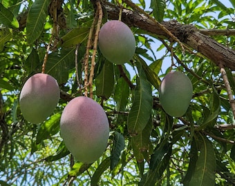 Könnte beinhalten: Vier ovale Mangos hängen an einem Ast. Die Früchte haben eine glatte Schale mit einem Farbverlauf von Hellgrün bis Rötlich-Violett. Sie sind umgeben von langen, spitzen grünen Blättern und holzigen Ästen vor einem hellblauen Himmel.