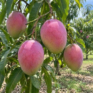 May include: Four large, oval-shaped mangoes hanging from a tree branch. The fruit features a smooth skin with a gradient of vibrant pink and red hues transitioning into patches of light green near the stems, surrounded by long green leaves.