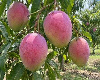 Puede incluir: Cuatro mangos grandes de forma ovalada cuelgan de una rama. La fruta presenta una piel lisa con un degradado de tonos rosa y rojo vibrantes que transicionan a parches de color verde claro cerca de los tallos, rodeados de hojas verdes.