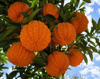 Könnte beinhalten: Eine Ansammlung von leuchtend orangefarbenen, strukturierten Zitrusfrüchten, die an Baumzweigen mit dunkelgrünen Blättern hängen. Die runden Früchte haben eine unebene, höckrige Schale und sind vor einem hellblauen Himmel mit weißen Wolken zu sehen.